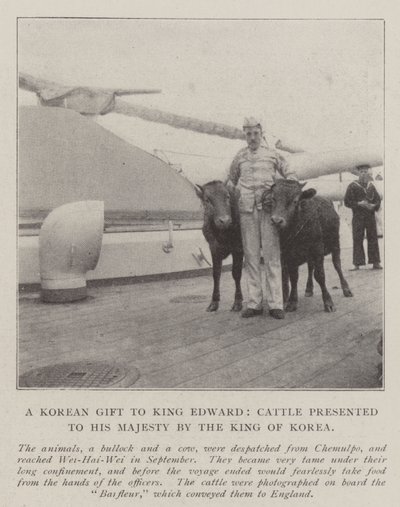 En koreansk gave til kong Edward, kvæg overrakt til hans majestæt af kongen af Korea af English Photographer