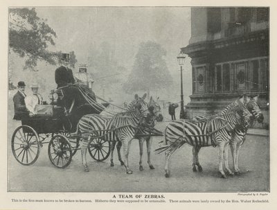 Et hold af zebraer af English Photographer