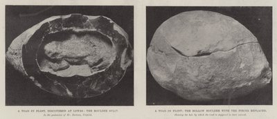 En tudse i flint af English Photographer