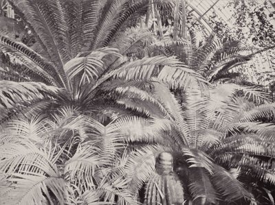 En gruppe cykader i palmehuset på Kew (s/h-foto) af English Photographer