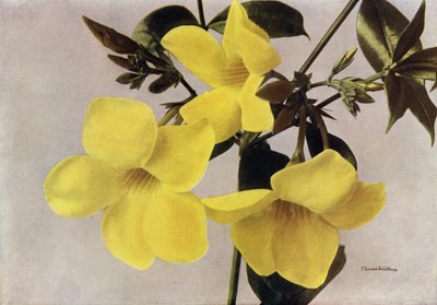 Allamanda Schottii Hendersonii (farvefoto) af English Photographer
