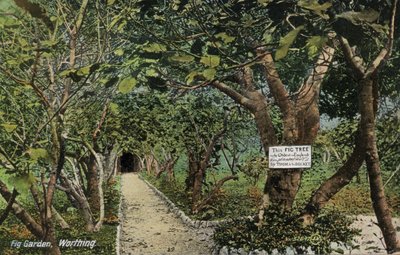Gamle figenhaver i Tarring, Worthing, Sussex, der hævder at have det ældste figentræ i England, plantet af Thomas Becket (foto) af English Photographer