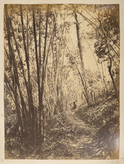 Bambus skov på Teesta.  Udsigt over Darjeeling. 1870