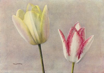 Beauty of Bath og Carnation (farvefoto) af English Photographer