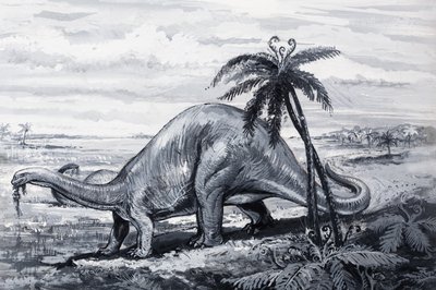 Brontosaurus af English Photographer