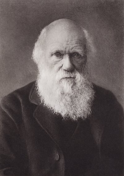 Charles Darwin, portræt, ca 1880 (s/h-foto) af English Photographer