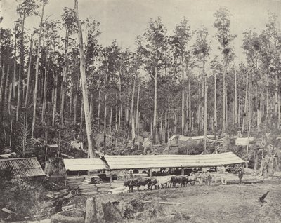 Childers Savværk, Gippsland af English Photographer