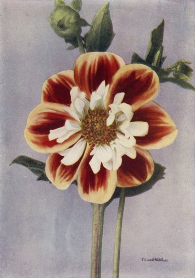Collerette Dahlia, Gallia (farvefoto) af English Photographer