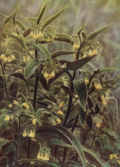 Comfrey (foto) af English Photographer