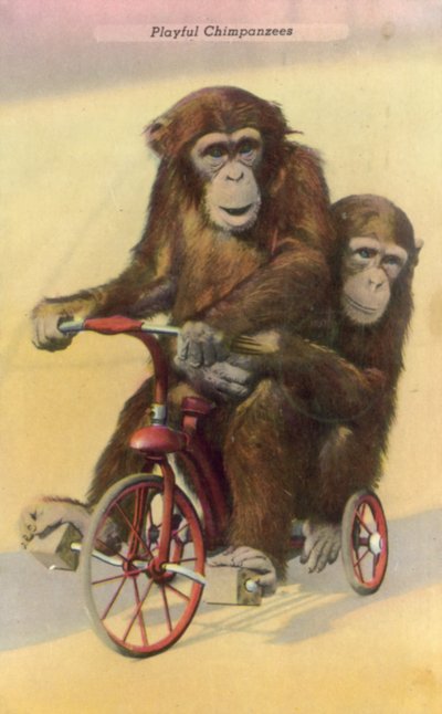 Cykelchimpanser (farvefoto) af English Photographer