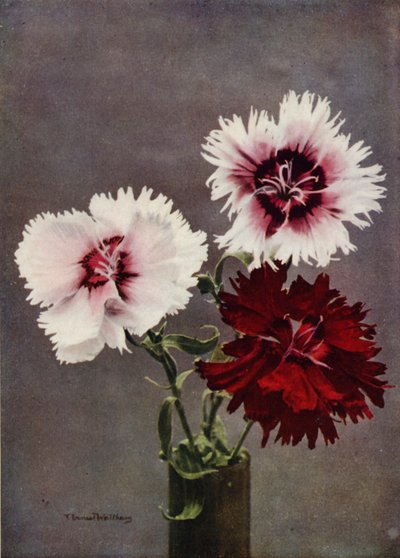 Dianthus Chinensis, var Heddewigii (farvefoto) af English Photographer