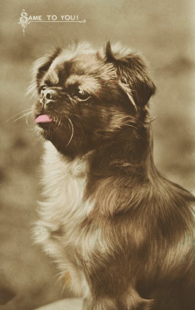 Hund rækker tunge (farvelagt foto) af English Photographer