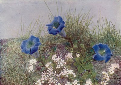 Gentiana Acaulis og Draba Dediana (farvefoto) af English Photographer