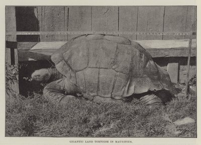 Gigantisk landskildpadde i Mauritius af English Photographer