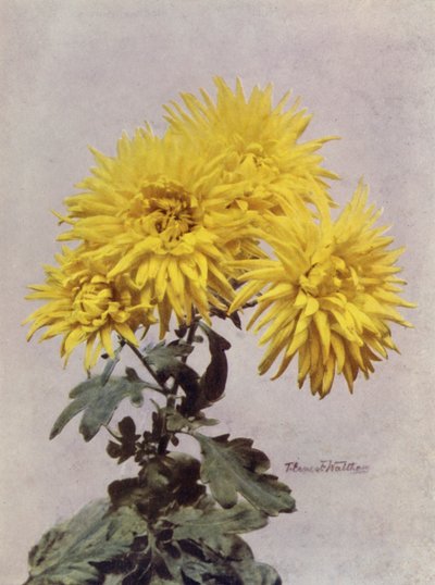Horace Martin (farvefoto) af English Photographer
