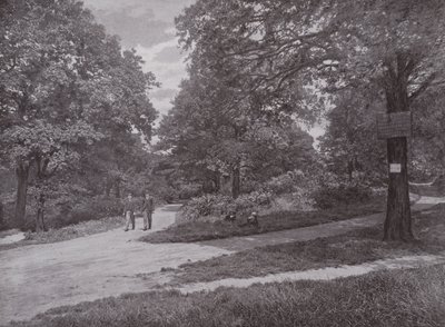 I Queens Wood, Highgate af English Photographer