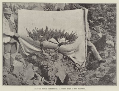 Japanese Fancy Gardening, A Dwarf Tree in the Rockery af English Photographer
