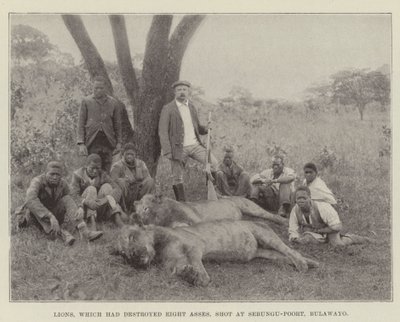 Løver, som havde ødelagt otte æsler, skød ved Sebungu-Poort, Bulawayo af English Photographer