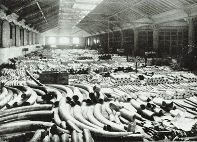 London Docks: elfenbenslager, 1895 af English Photographer