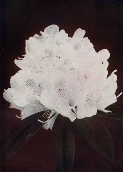 Madame Carvalho (farvefoto) af English Photographer