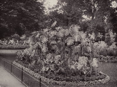Monstera Deliciosa i Battersea Park (s/h-foto) af English Photographer
