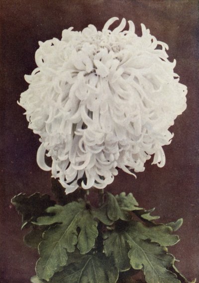 Fru Gilbert Drabble (farvefoto) af English Photographer