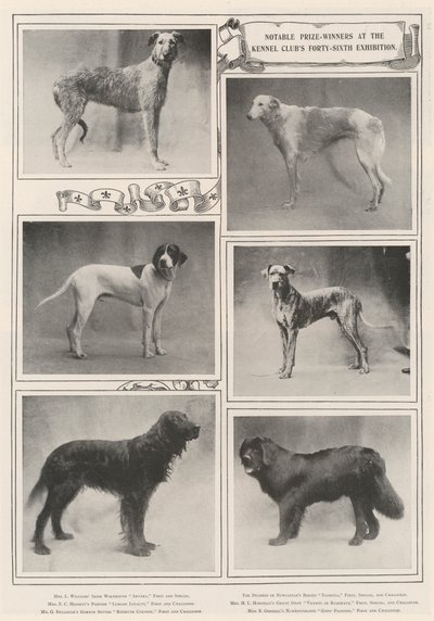 Bemærkelsesværdige præmievindere på Kennel Clubs 46. udstilling af English Photographer