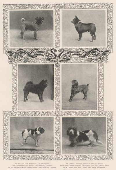 Bemærkelsesværdige præmievindere på Kennel Clubs 46. udstilling af English Photographer