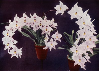 Odontoglossum Crispum (farvefoto) af English Photographer