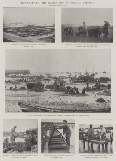 Oyster-Culture, de berømte senge i Cancale, Bretagne af English Photographer