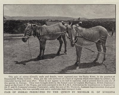 Et par zebraer præsenteret for dronningen af Menelik II af Etiopien af English Photographer