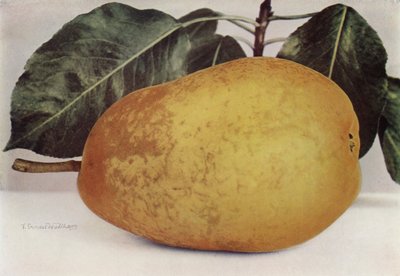 Pære, Pitmaston Duchess (farvefoto) af English Photographer