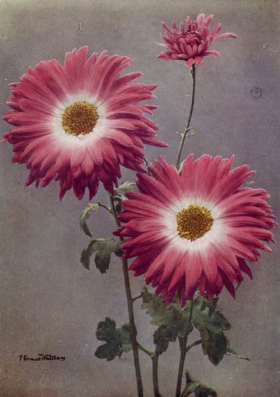 Percy Arnold (farvefoto) af English Photographer