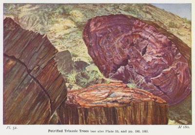Petrified Triassic Treesdani af English Photographer