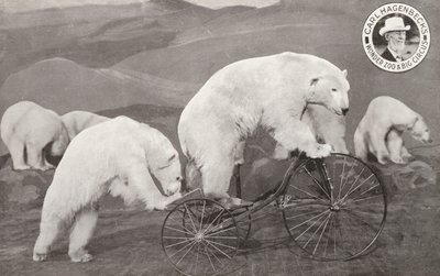 Isbjørn kører på en trehjulet cykel, Carl Hagenbecks Wonder Zoo and Big Circus, Olympia, London (s/h foto) af English Photographer