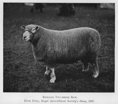 Ryeland Two-shear Ram, Førstepræmie, Royal Agricultural Society