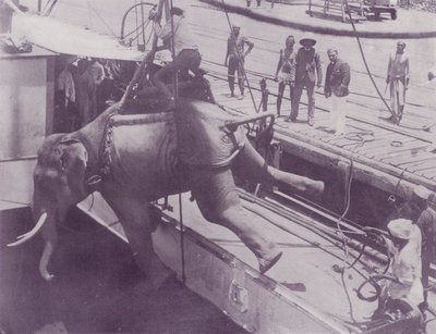 Sender en elefant, Rangoon af English Photographer