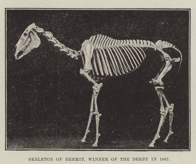 Skeleton of Eremit, vinder af Derbyet i 1867 af English Photographer
