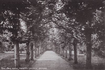 The Lime Walk, Trinity College, Oxford af English Photographer