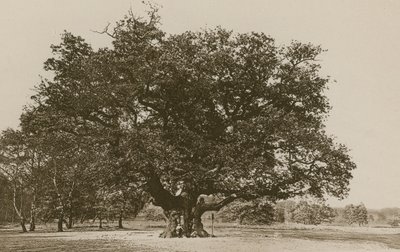 The Major Oak, Sherwood Forest af English Photographer