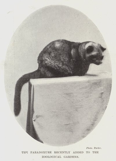 The Paradoxure for nylig tilføjet til Zoological Gardens af English Photographer