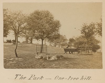 The Park - One Tree Hill, Greenwich af English Photographer