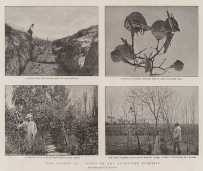 Græshoppeplagen i den argentinske republik af English Photographer