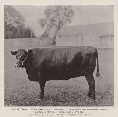 Smithfield Club Cattle Show, Frederica, Queens Red Shorthorn Heifer, 2 år 10 måneder 2 uger og 3 dage gammel af English Photographer