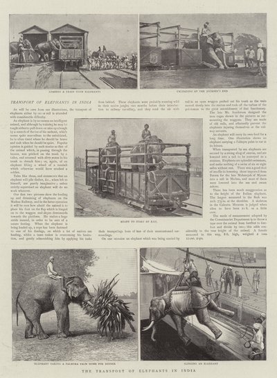 Transport af elefanter i Indien af English Photographer