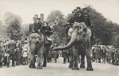 Elefanterne i London Zoo i Regent