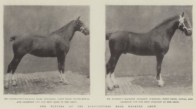 To vindere ved Agricultural Hall Hackney Show af English Photographer
