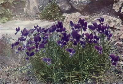 Viola Gracilis (farvefoto) af English Photographer