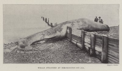 Hval strandede ved Birchington-on-Sea af English Photographer