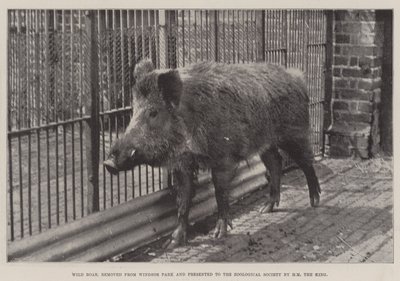 Vildsvin, fjernet fra Windsor Park og præsenteret for Zoological Society af HM Kongen af English Photographer